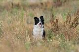 BORDER COLLIE 263